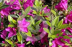 Azalia bush in flower.