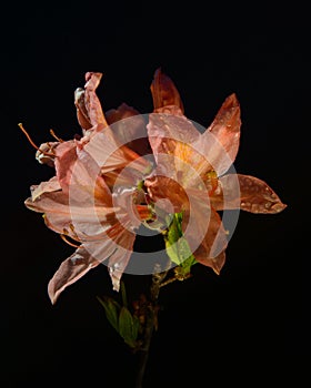 Azalia flower against black background