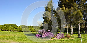 Azalia, which blooms in a spring park on a spacious lawn, in the botanical garden named after Grishka