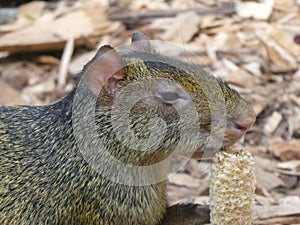 Azara agouti looking out at the world