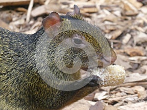 Azara agouti looking out at the world