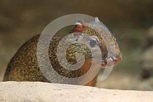 Azara's agouti