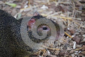 Azara`s agouti in the sun