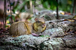 Azara's Agouti rodent