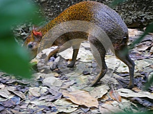 Azara`s agouti rodent : A South American agouti species rodent from the family Dasyproctidae