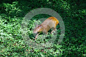 Azara\'s Agouti - South America rodent