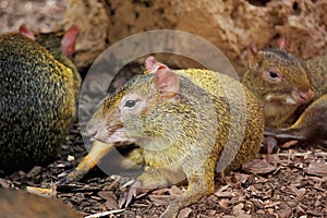 Azaras Agouti