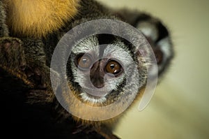 Azara`s night monkey