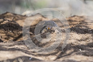 AzaraÃÂ´s Tuco tuco, Ctenomys azarae, La Pampa