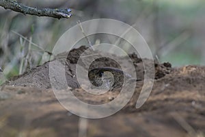 AzaraÃÂ´s Tuco tuco, Ctenomys azarae, La Pampa