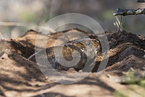 AzaraÃÂ´s Tuco tuco, Ctenomys azarae, La Pampa