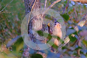 Azaras`s Capuchin or Hooded Capuchin, Sapajus Cay, Simia Apella or Cebus Apella, Mato Grosso, Pantanal, Brazil photo
