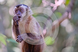 Azaras`s Capuchin or Hooded Capuchin, Sapajus Cay, Simia Apella or Cebus Apella, Nobres, Mato Grosso, Pantanal, Brazil photo
