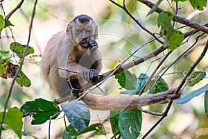 Azaras`s Capuchin or Hooded Capuchin, Sapajus Cay, Simia Apella or Cebus Apella, Nobres, Mato Grosso, Pantanal, Brazil photo