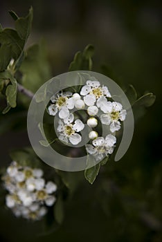 Azarole blossom on the branch