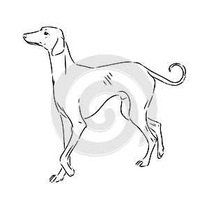 Azawakh,Azawakh dog vector sketch illustration