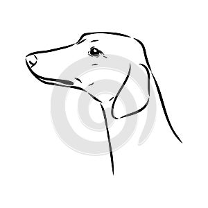 Azawakh,Azawakh dog vector sketch illustration