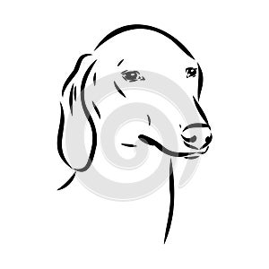 Azawakh,Azawakh dog vector sketch illustration