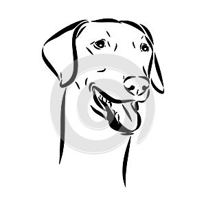 Azawakh,Azawakh dog vector sketch illustration