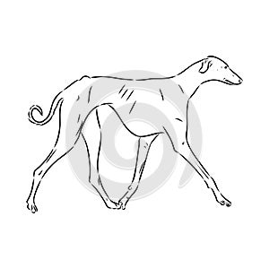 Azawakh,Azawakh dog vector sketch illustration