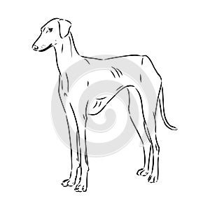 Azawakh,Azawakh dog vector sketch illustration