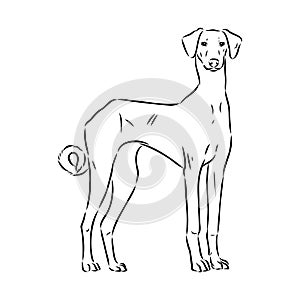 Azawakh,Azawakh dog vector sketch illustration