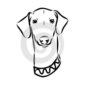 Azawakh,Azawakh dog vector sketch illustration