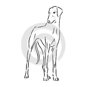 Azawakh,Azawakh dog vector sketch illustration