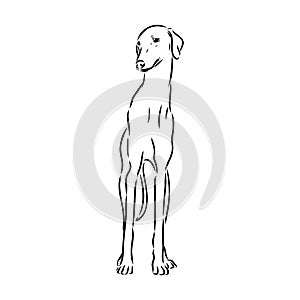 Azawakh,Azawakh dog vector sketch illustration