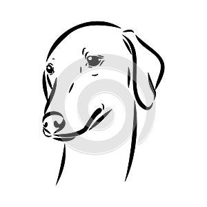 Azawakh,Azawakh dog vector sketch illustration