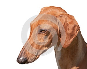 Azawakh head isolated