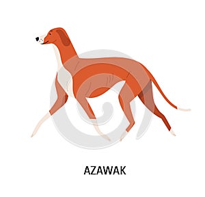 Azawakh. Lovely cute hunting dog or sighthound with short haired coat isolated on white background. Gorgeous purebred