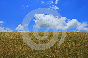 Azerbaijan. A beautiful, golden wheat field