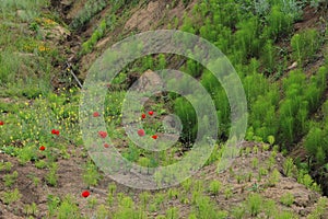 Azerbaijan. Beautiful meadow of red poppies