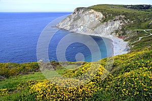 Azkorri beach and genista flowers (Genista hispanica