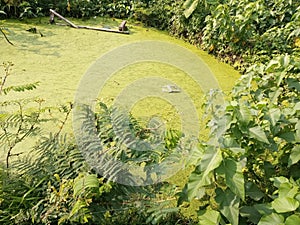 Azola Pinata Water Plants