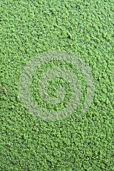 azolla background