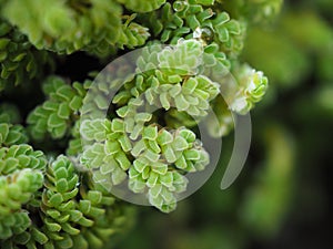 Azolla,fern,macro