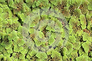 Azolla fern plant floating on water surface, green and red leaf background