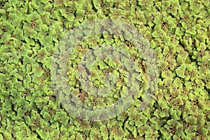 Azolla fern plant floating on water surface, green and red leaf backgrouond