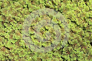 Azolla fern plant floating on water surface, natural green background.