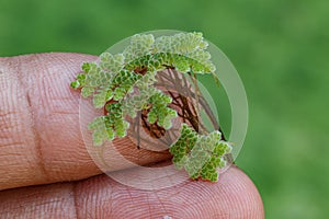 Azolla microphylla .