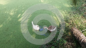 Azolla moss duckweed pond water hen