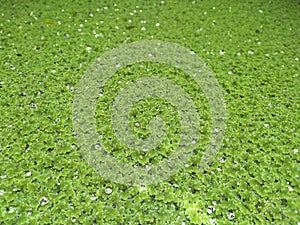 Azolla Pinnata background with rain drops