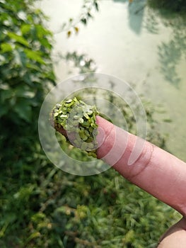 Azolla pinnata water plants