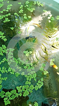 Azolla plants and colourful fish in the pond