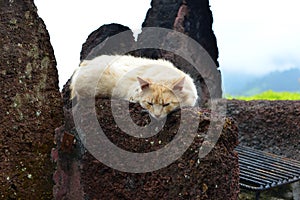 Azorean Cat