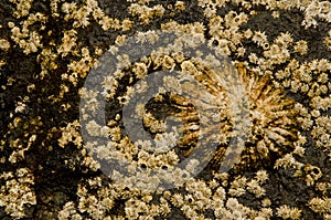 Azorean limpet and acorn barnacles.