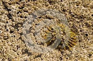 Azorean limpet and acorn barnacles.