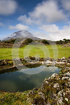 Azorean pastures